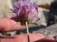 Monardella odoratissima glauca