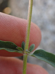 Monardella odoratissima glauca