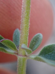 Monardella odoratissima glauca