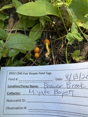 Hygrocybe miniata miniata