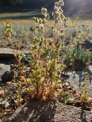 Potentilla biennis