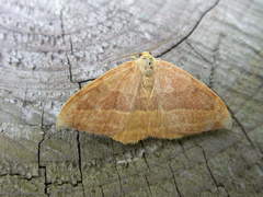 Watsonalla cultraria