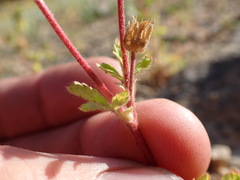 Potentilla biennis