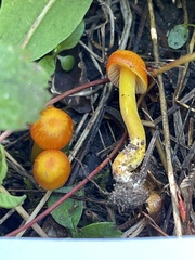 Hygrocybe miniata miniata