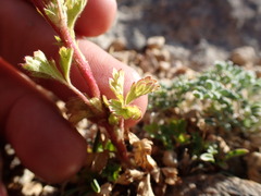 Potentilla biennis