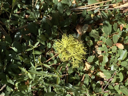 iNaturalist observation photo of Wolf Lichens