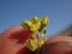 Potentilla biennis