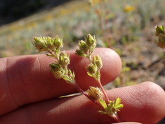 Potentilla biennis