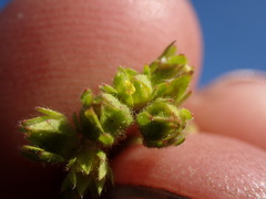 Potentilla biennis