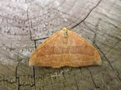 Watsonalla cultraria