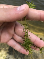 Micranthemum glomeratum