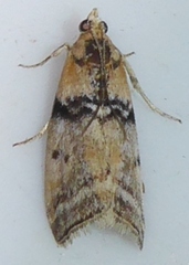 Meroptera mirandella