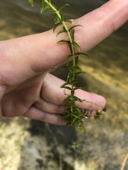 Micranthemum glomeratum