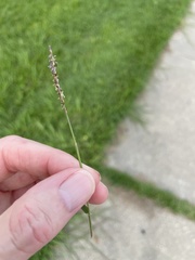 Zoysia matrella