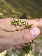 Micranthemum glomeratum