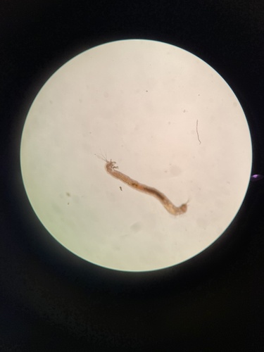 iNaturalist observation photo of Chironomoidea