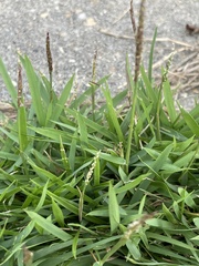 Zoysia matrella
