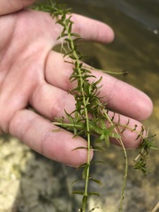 Micranthemum glomeratum