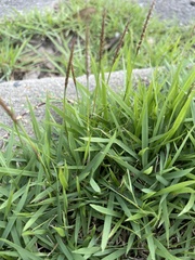 Zoysia matrella