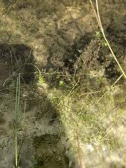 Micranthemum glomeratum