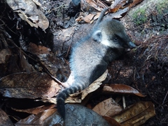 Nasua olivacea