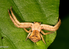 Pistius