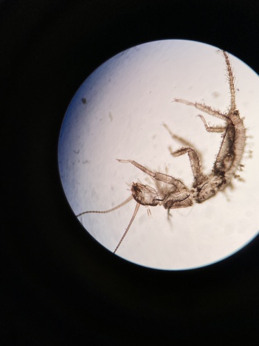 iNaturalist observation photo of Insects