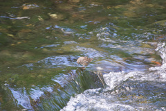 Melospiza melodia