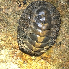 Acanthopleura gemmata
