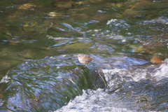 Melospiza melodia