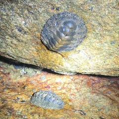 Acanthopleura gemmata