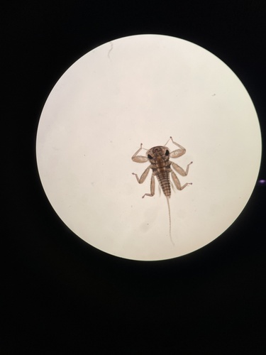 iNaturalist observation photo of Stream Mayflies