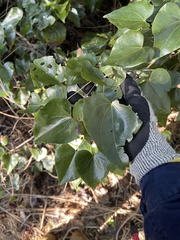 Barklya syringifolia