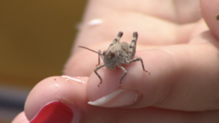 Trimerotropis maritima