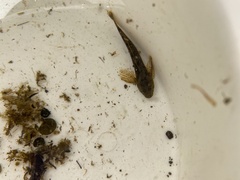 Cottus beldingii