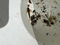 Cottus beldingii