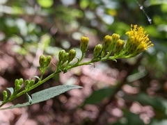 Solidago