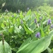 Pickerelweed - Photo (c) theo_witsell, some rights reserved (CC BY-NC), uploaded by theo_witsell