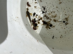 Cottus beldingii