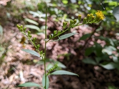 Solidago