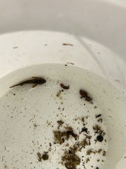 Cottus beldingii