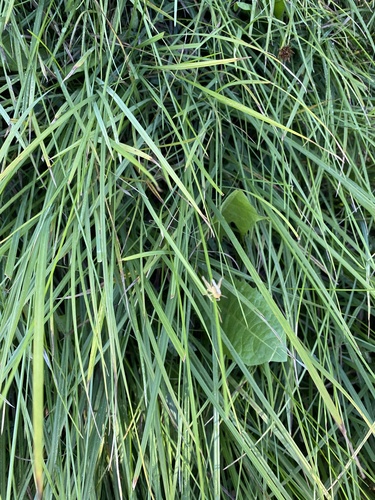 iNaturalist observation photo of Marsh meadow grasshopper