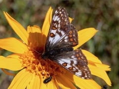 Euphydryas cynthia