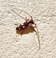 Phoebella albomaculata