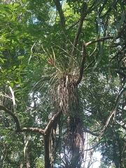 Tillandsia inopinata