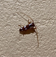 Phoebella albomaculata