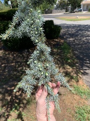 Cedrus atlantica