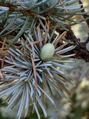 Cedrus atlantica