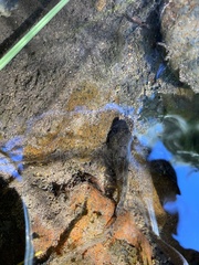 Cottus beldingii