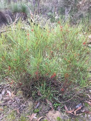 Grevillea dimorpha